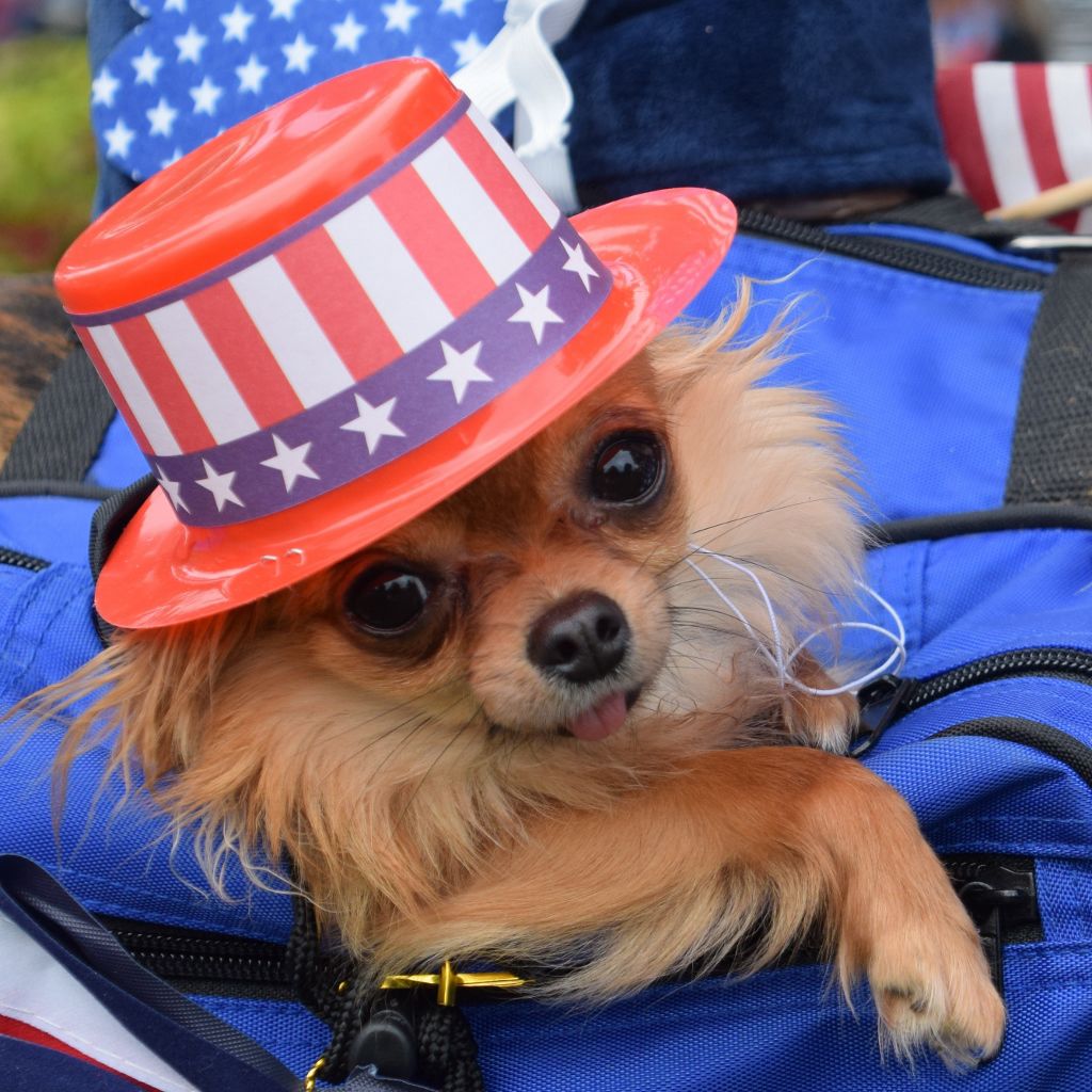 dog show 6-2019 027 (1024x1024).jpg